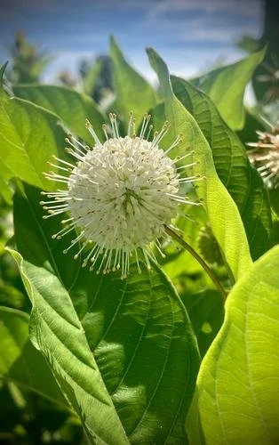 Cephalanthus occidentalis 'Sputnik' (Sputnik Buttonbush) #3
