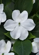 white impatien.webp