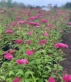 Spiraea x bumalda 'Anthony Waterer' #3