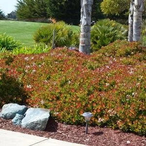Rhaphiolepis umbellata 'Snow White'  (Snow White Indian Hawthorn #3)