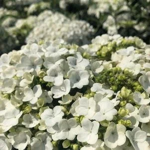 Viburnum macrocephalum 'Sterile' (Chinese Snowball Viburnum) #7