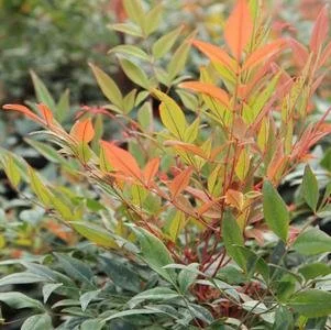 Nandina domestica 'Gulf Stream' #3