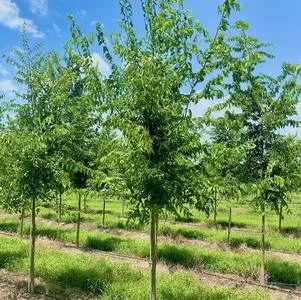 Celtis occidentalis (Hackberry) 2" B&B