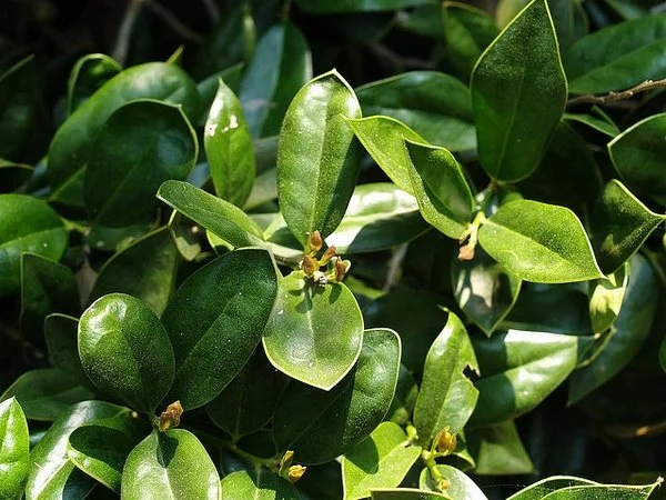 Ilex cornuta 'Carissa' (Carissa Japanese Holly) #3