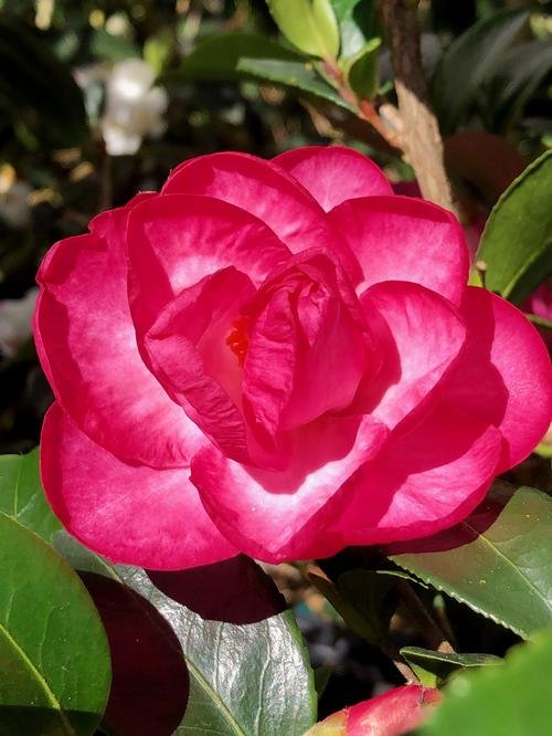 Camellia sasanqua 'October Magic Devotion' #3