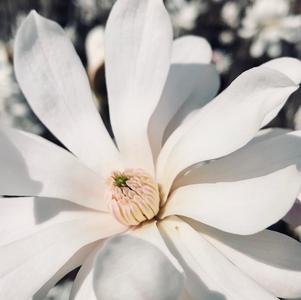 Magnolia stellata 'Royal Star' (Royal Star Magnolia) #7