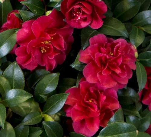 Camellia sasanqua 'October Magic Ruby' #3