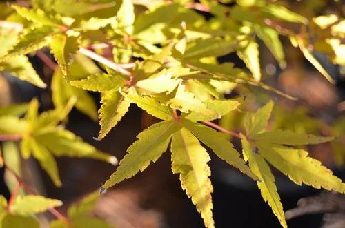 Acer palmatum 'Wildfire' (Wildfire Japanese Maple) #10