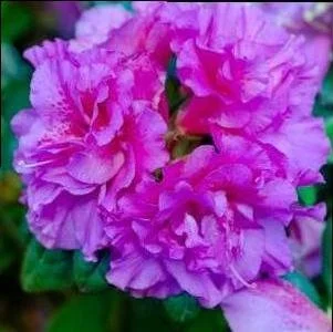 Autumn Majesty Encore Azalea #3