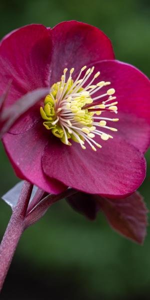 helleborus-anna-s-red-2080169-2.jpeg