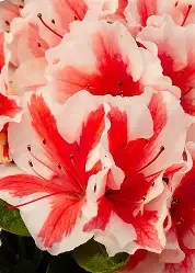 Autumn Starburst Encore Azalea #3