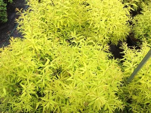 Spiraea thunbergii 'Ogon' #3