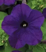 dreams midnight.webp