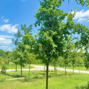 Celtis laevigata (Sugarberry) 2" B&B