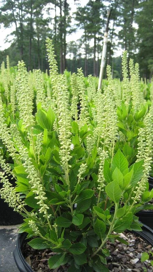 Clethra alnifolia 'Hummingbird' (Hummingbird Sweet Pepperbush)#3