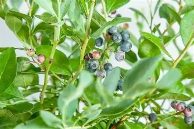 Vaccinium ashei (Powder Blue Blueberry) #3