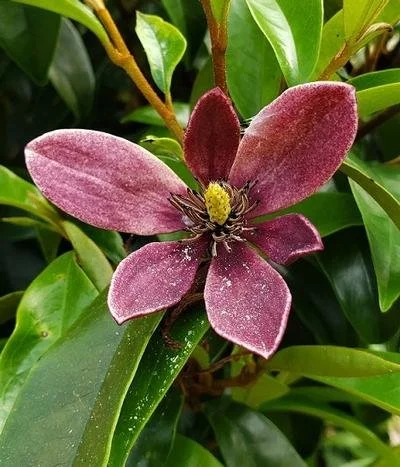 Magnolia figo 'Stellar Ruby' (Stellar Ruby Magnolia) #7