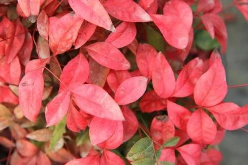 Nandina domestica 'Firepower' #3