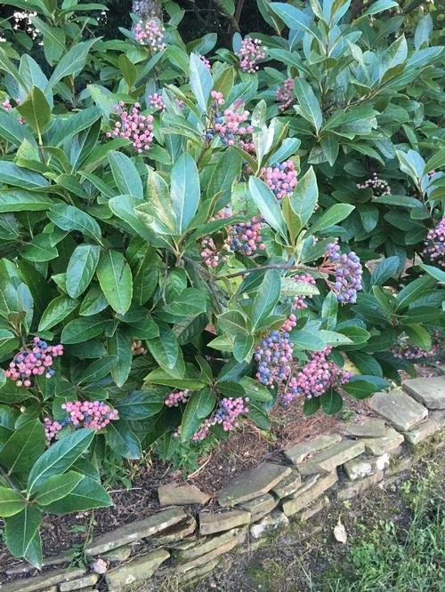 Viburnum nudum 'Winterthur' (Winterthur Viburnum) #3