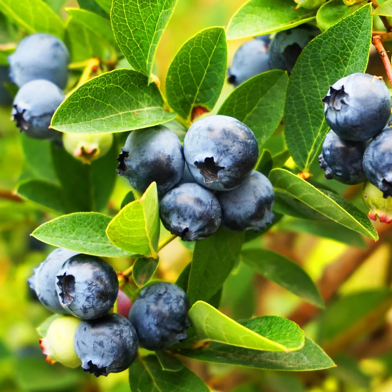 Vaccinium ashei 'Tifblue' (Tifblue Blueberry) #3