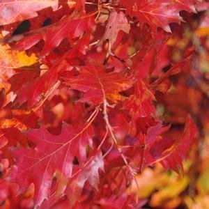 Quercus rubra (Northern Red Oak)2" B&B