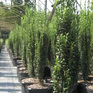 Ilex crenata 'Sky Pencil' (Sky Pencil Holly) #3