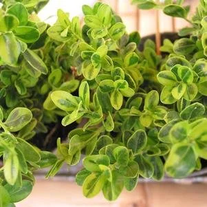 Buxus microphylla Golden Dream.jpg