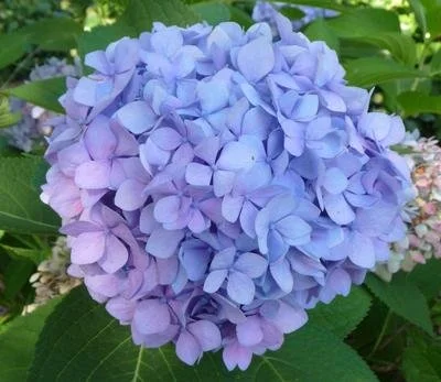 Hydrangea macrophylla 'Penny Mac' #3