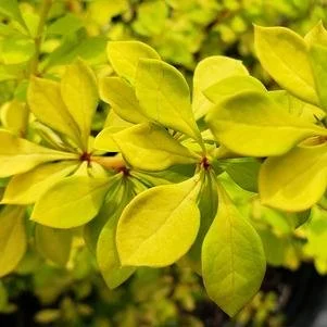 Berberis thunbergii 'Aurea' (Golden Barberry) #3