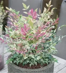 Nandina domestica 'Twilight' #3