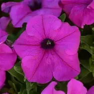 pretty grand violet.webp