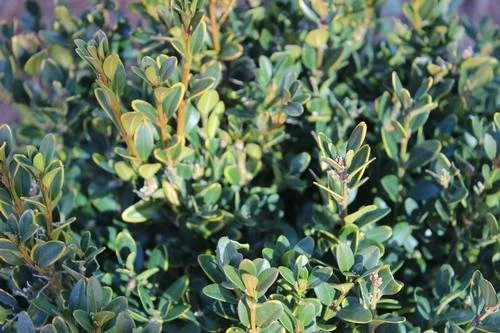 Buxus macrophylla var. japonica 'Wintergreen' (Wintergreen Boxwood) #3
