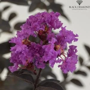 Lagerstroemia indica 'Black Diamond Purely Purple' (Crape Myrtle) 6' B&B