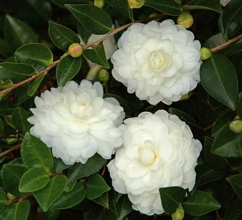 Camellia sasanqua 'October Magic White Sky' #3
