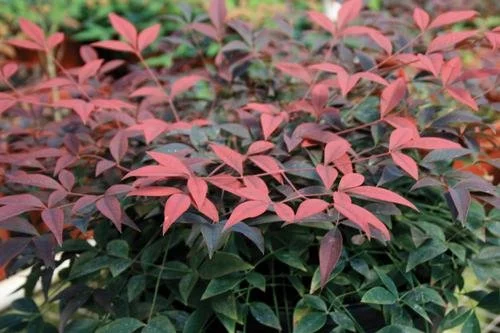Nandina domestica 'Flirt' #3