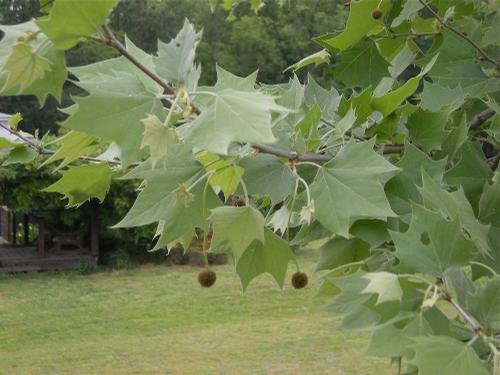 Platanus occidentalis (American Sycamore) 2" B&B