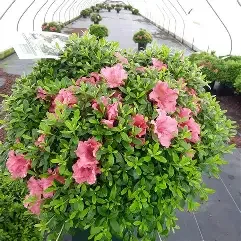 Rhododendron satsuki 'Gumpo Pink' (Gumpo Pink Azalea) #3