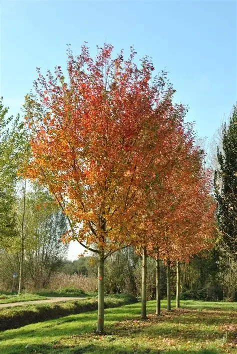 Acer x freemanii 'Jeffersred' (Autumn Blaze Maple) 2" B&B