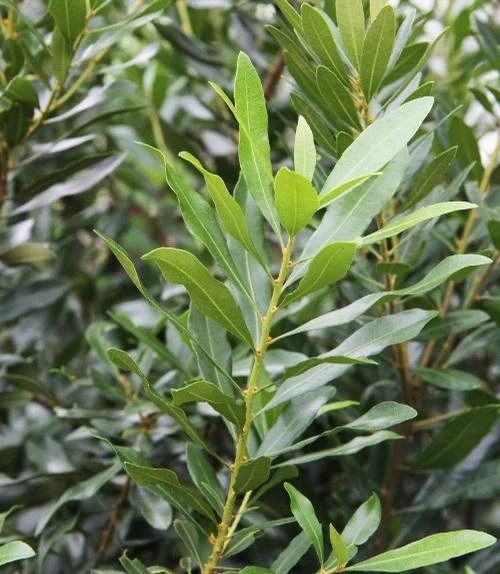 Myrica cerifera (Wax Myrtle) #3