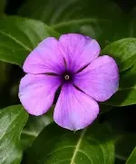 tattoo blueberry.webp