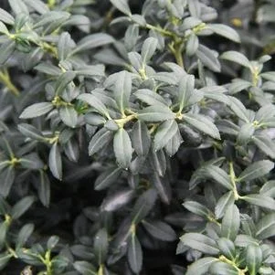 Ilex crenata 'Soft Touch' (Soft Touch Holly) #3