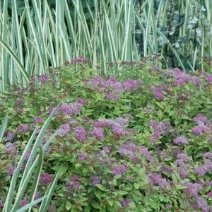 Spiraea japonica 'Magic Carpet' #3