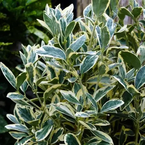 Euonymus japonicus 'Silver King' #3
