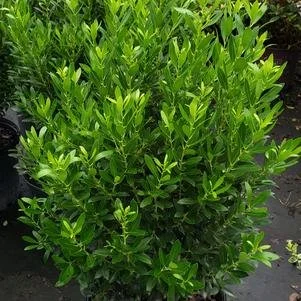 Ilex glabra 'Shamrock' (Shamrock Inkberry) #3