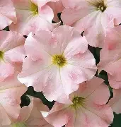 dreams appleblossom.webp