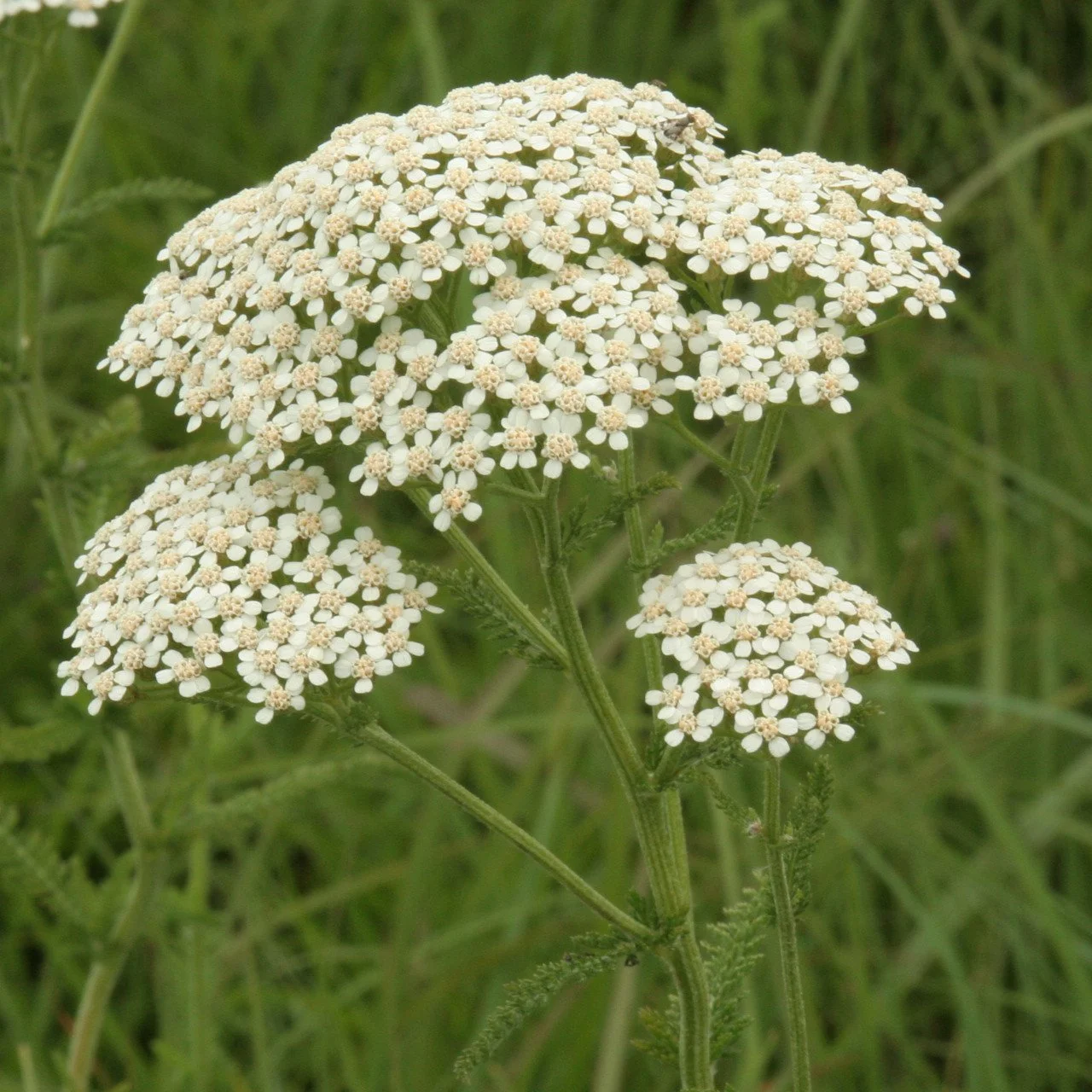 Achillea millefolium merv_7901__59949.jpg