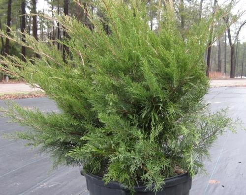 Juniperus chinensis 'Sea Green' (Sea Green Juniper) #3
