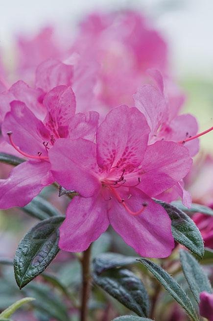 Autumn Amethyst Encore Azalea #3