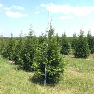 Thuja 'Green Giant' (Green Giant Arborvitae) #10