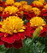 super hero spry.webp